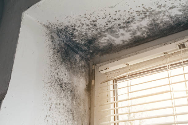 Affordable Attic Mold Removal solutions in Joint Base Mdl, NJ